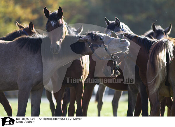 junge Araber / young arabian horses / JM-07124