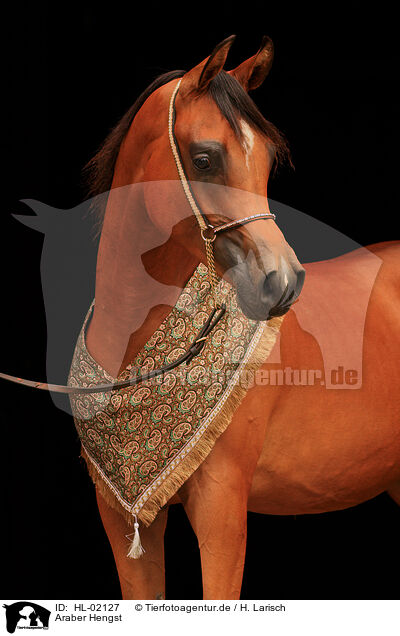 Araber Hengst / arabian horse stallion / HL-02127