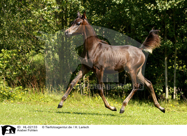 Araber Fohlen / HL-02133