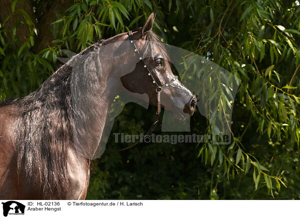 Araber Hengst / arabian horse stallion / HL-02136