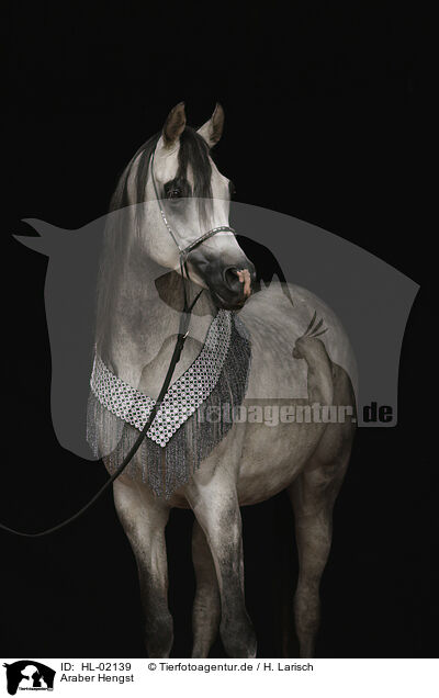 Araber Hengst / HL-02139