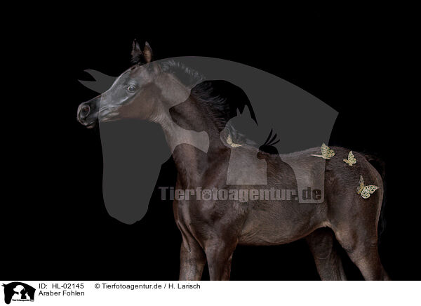 Araber Fohlen / HL-02145