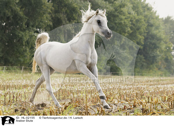 Araber Stute / arabian horse mare / HL-02155
