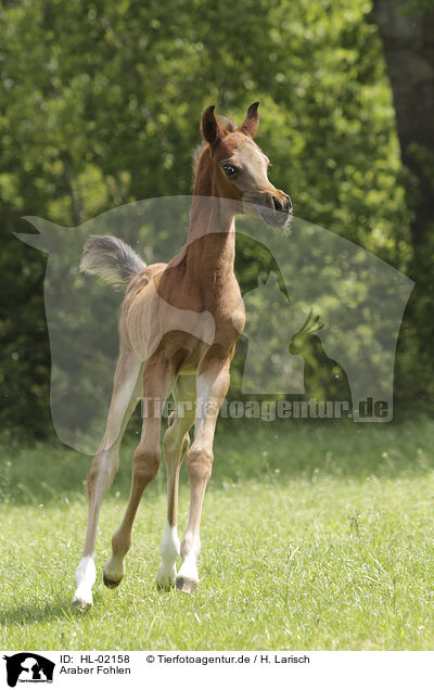 Araber Fohlen / HL-02158