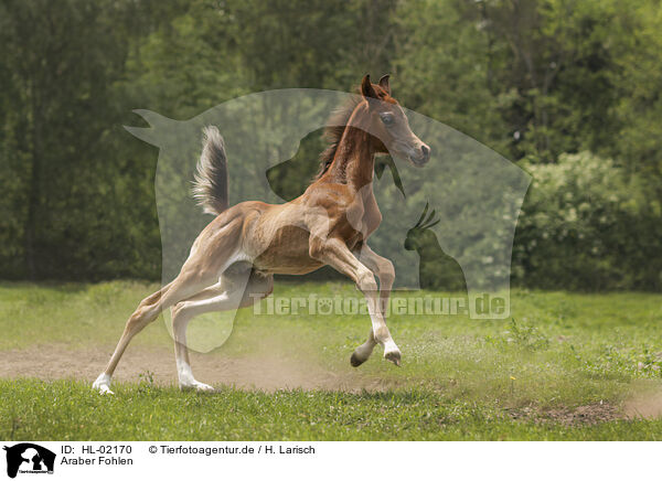 Araber Fohlen / arabian horse foal / HL-02170