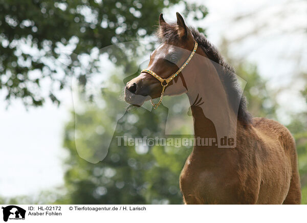 Araber Fohlen / arabian horse foal / HL-02172