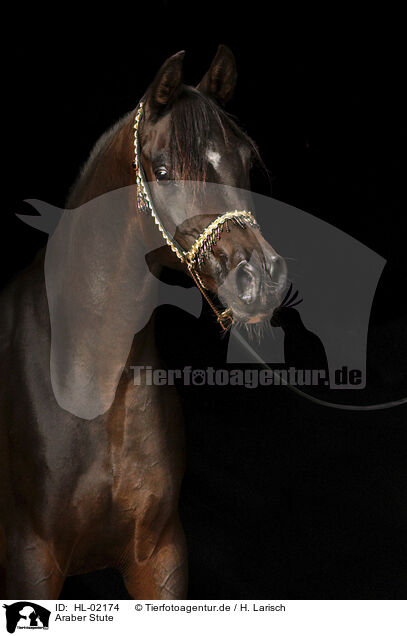 Araber Stute / arabian horse mare / HL-02174