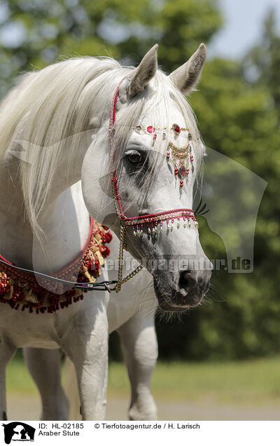 Araber Stute / arabian horse mare / HL-02185