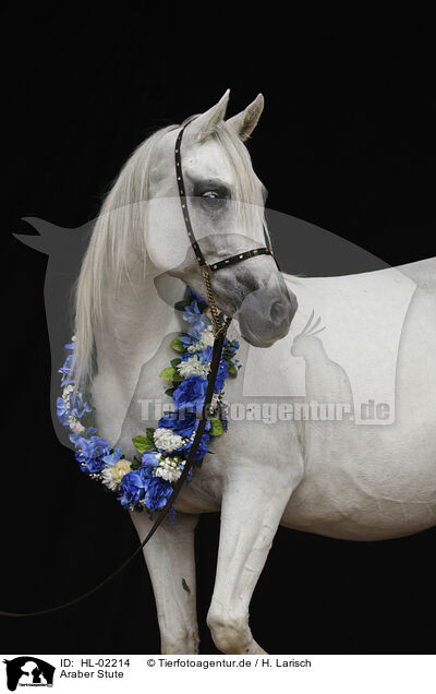 Araber Stute / arabian horse mare / HL-02214