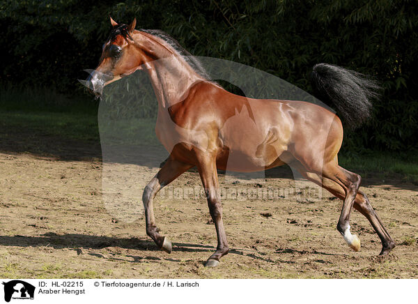 Araber Hengst / arabian horse stallion / HL-02215