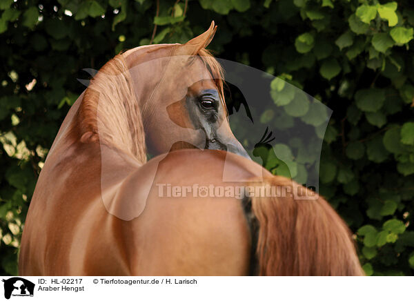 Araber Hengst / arabian horse stallion / HL-02217