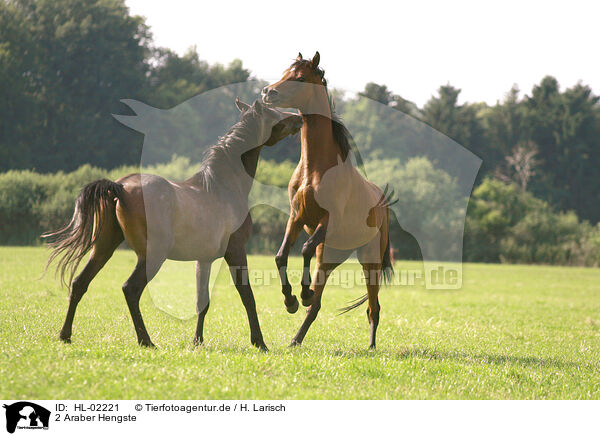 2 Araber Hengste / 2 arabian horse stallions / HL-02221