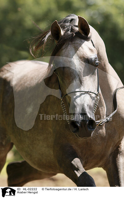 Araber Hengst / arabian horse stallion / HL-02222