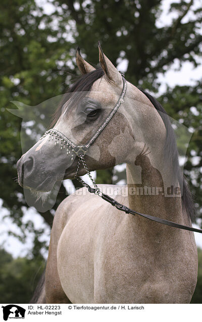Araber Hengst / arabian horse stallion / HL-02223