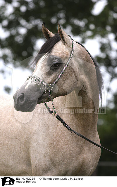Araber Hengst / arabian horse stallion / HL-02224