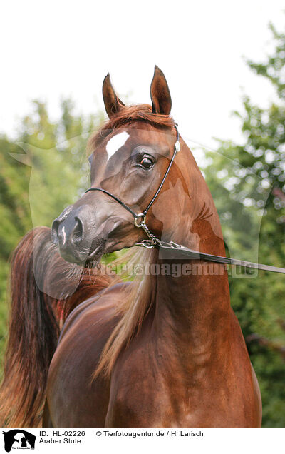 Araber Stute / arabian horse mare / HL-02226
