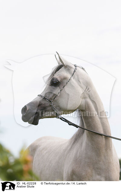 Araber Stute / arabian horse mare / HL-02228