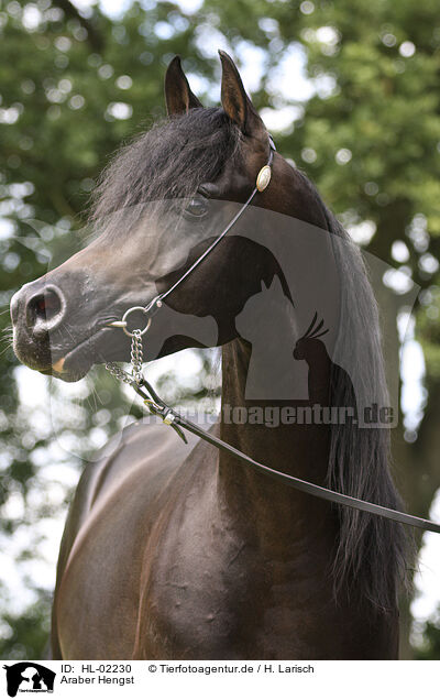 Araber Hengst / arabian horse stallion / HL-02230