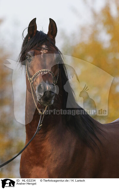 Araber Hengst / HL-02234