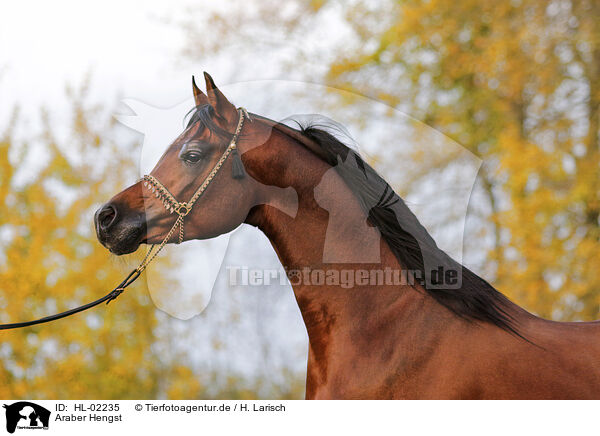 Araber Hengst / arabian horse stallion / HL-02235