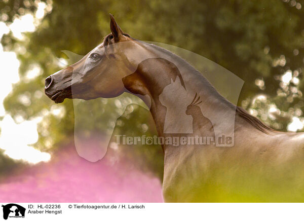 Araber Hengst / arabian horse stallion / HL-02236