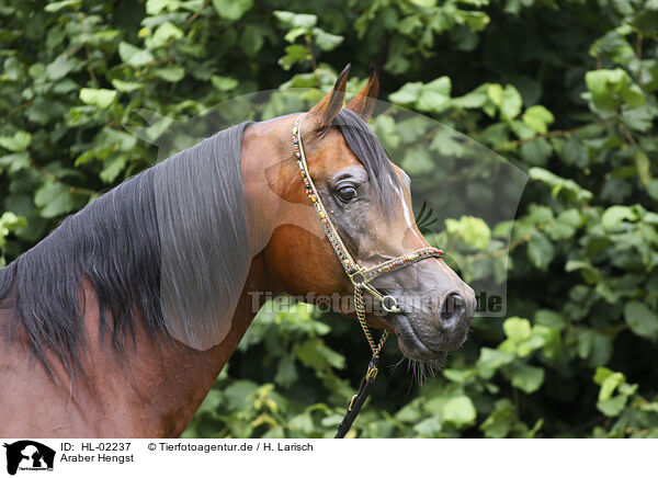 Araber Hengst / arabian horse stallion / HL-02237