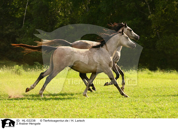 2 Araber Hengste / HL-02238