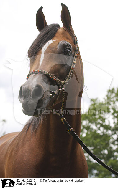 Araber Hengst / arabian horse stallion / HL-02240