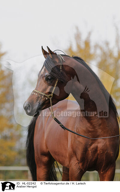 Araber Hengst / arabian horse stallion / HL-02242