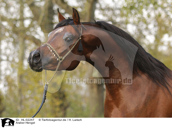 Araber Hengst / arabian horse stallion / HL-02247