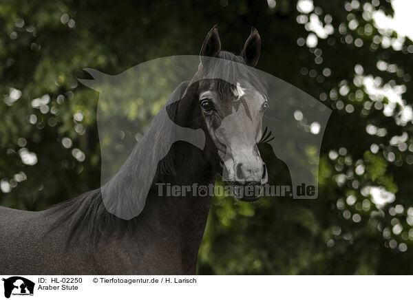 Araber Stute / arabian horse mare / HL-02250
