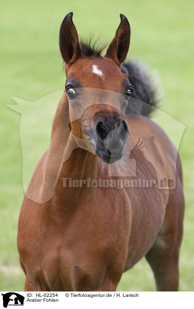 Araber Fohlen / arabian horse foal / HL-02254