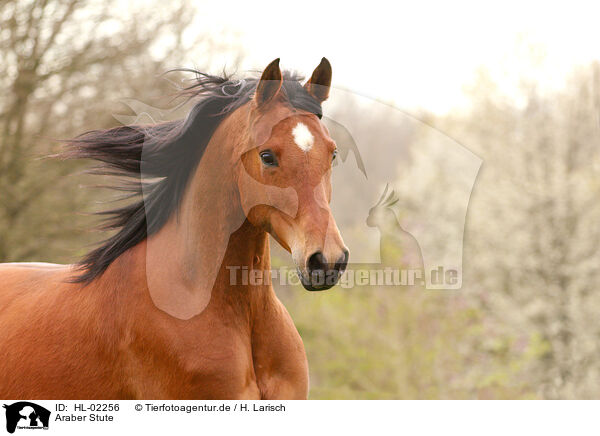 Araber Stute / arabian horse mare / HL-02256