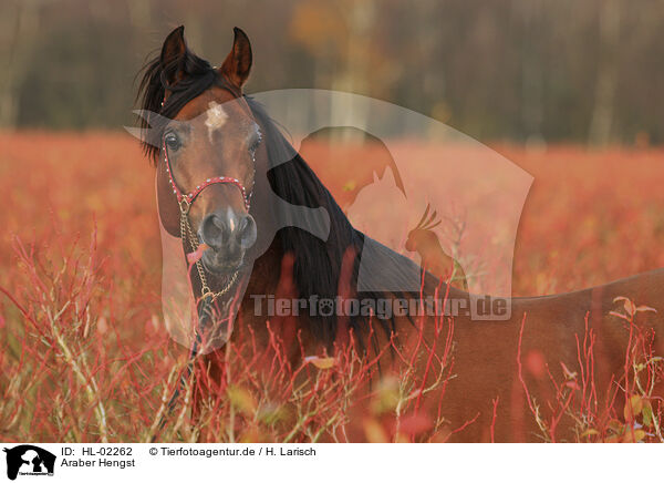 Araber Hengst / arabian horse stallion / HL-02262