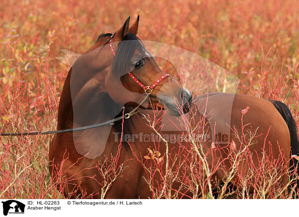 Araber Hengst / arabian horse stallion / HL-02263