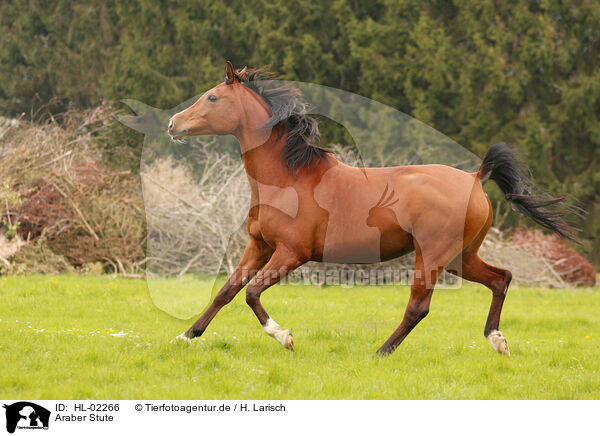 Araber Stute / arabian horse mare / HL-02266