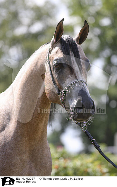 Araber Hengst / arabian horse stallion / HL-02267