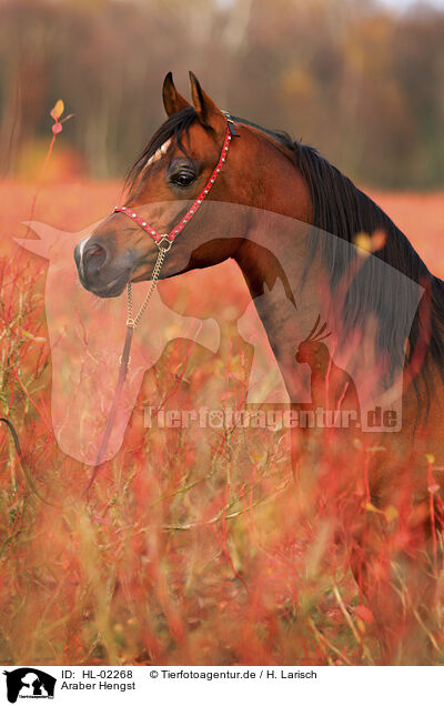 Araber Hengst / arabian horse stallion / HL-02268