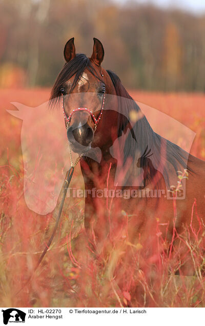 Araber Hengst / arabian horse stallion / HL-02270