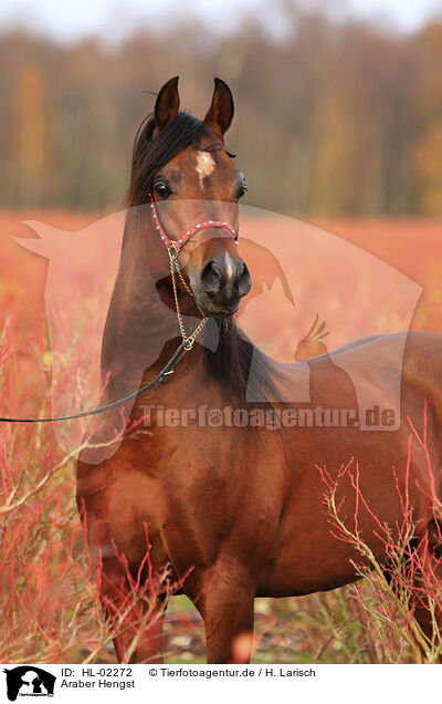 Araber Hengst / arabian horse stallion / HL-02272