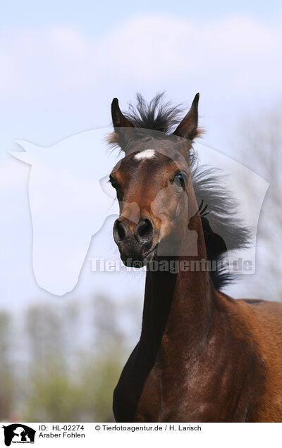 Araber Fohlen / arabian horse foal / HL-02274