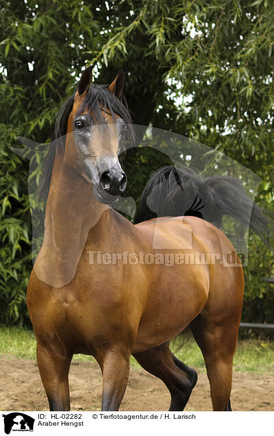 Araber Hengst / HL-02282