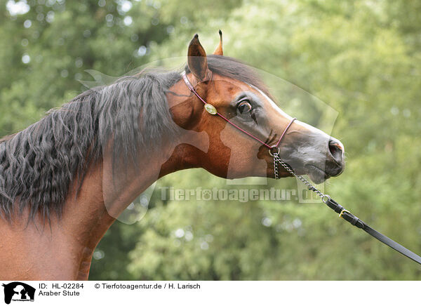 Araber Stute / arabian horse mare / HL-02284