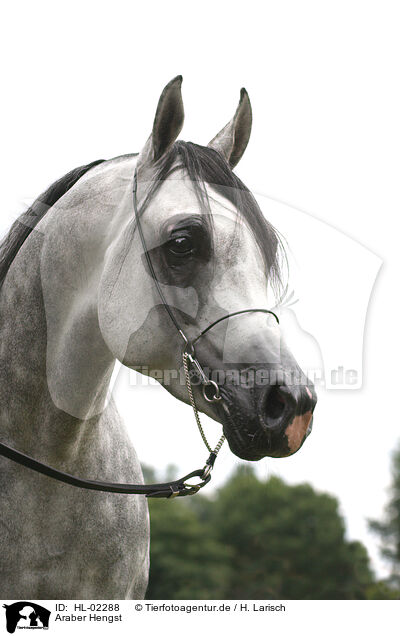 Araber Hengst / arabian horse stallion / HL-02288