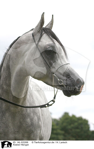 Araber Hengst / arabian horse stallion / HL-02289