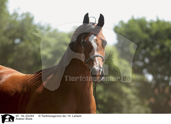 Araber Stute / arabian horse mare / HL-02294