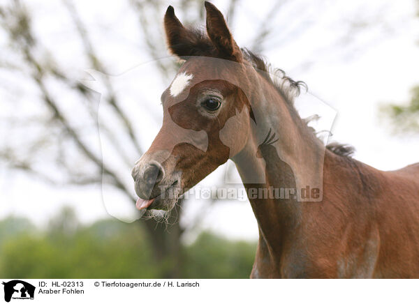 Araber Fohlen / arabian horse foal / HL-02313