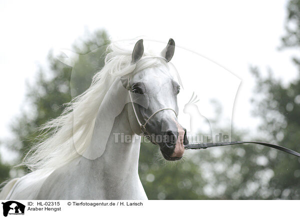 Araber Hengst / arabian horse stallion / HL-02315