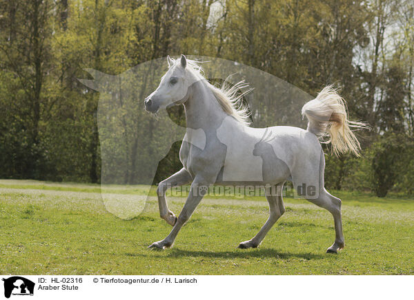Araber Stute / HL-02316