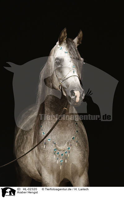 Araber Hengst / arabian horse stallion / HL-02320
